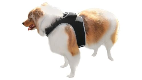 NEW Dog Tracker Device Collar Mount Waterproof Portable GPS Pet Finder Size:M NEW Dog Tracker Device Collar Mount Waterproof Portable GPS Pet Finder Size:M